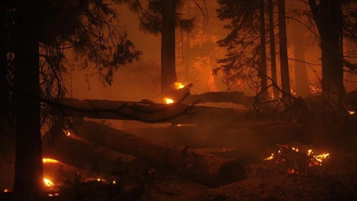 ABD'nin Colorado eyaletindeki orman yangını 513 milyon dolarlık hasara sebep oldu