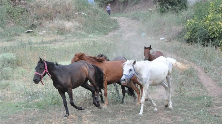 Artvin'de "Mucizeler Diyarı" bakıma eksikli atlara yuva oldu