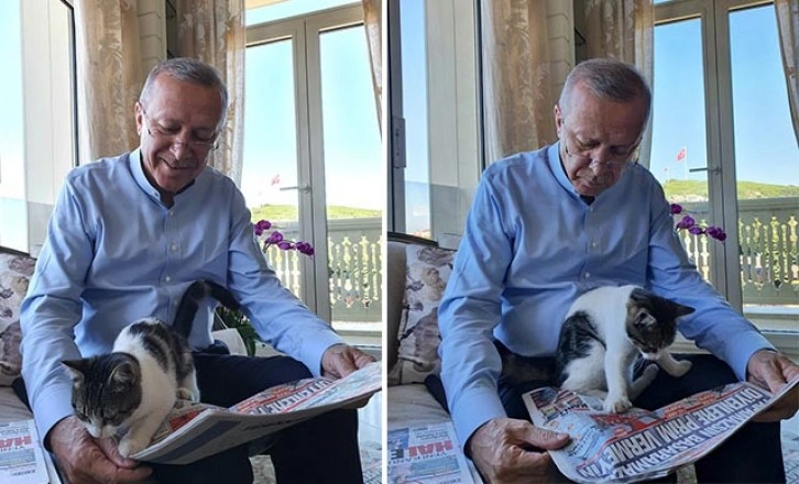 Cumhurbaşkanı Erdoğan kucağında torununun kedisi gazete okudu