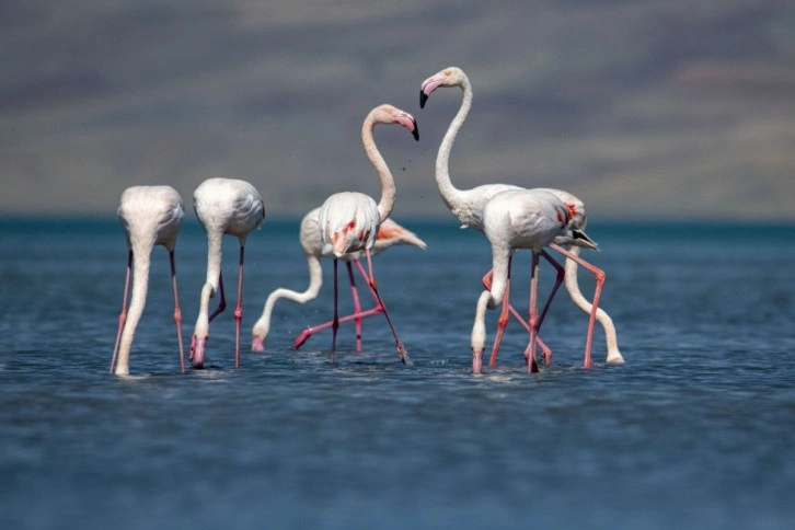Göçe hazırlanan flamingolardan görsel şölen