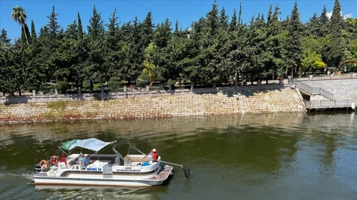 Hatay’da Asi Nehri’ni kaplayan su sümbülleri temizleniyor