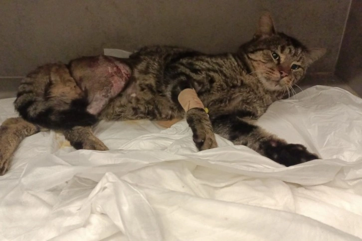 Hayvanseverler kazada yaralanan sokak kedisine umut oldu