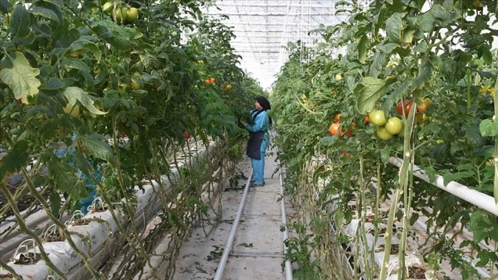 Jeotermal serada yetiştirilen domatesler Avrupa ülkelerinden uyanıklık görüyor