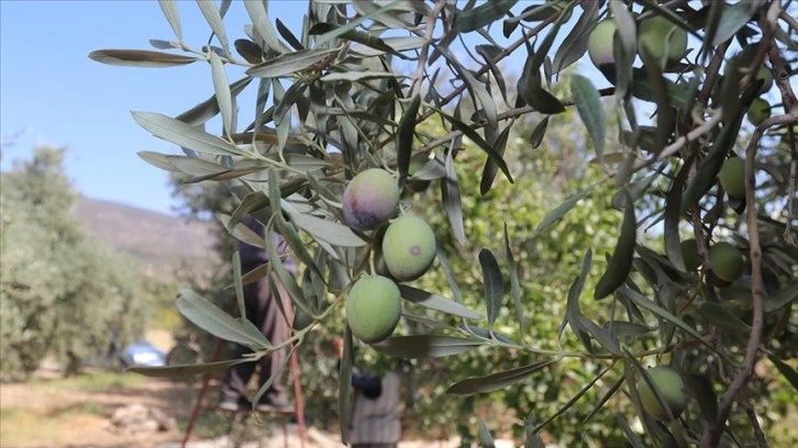 Karaman'da gaye zeytin ve zeytinyağı üretiminde bellik olmak