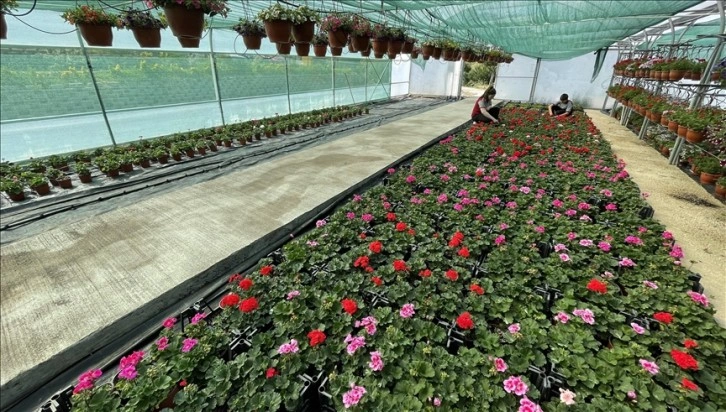 Meslek lisesinde yetiştirilen çiçekler Türkiye'nin ciharıyek yanı sıra annelere ulaşacak