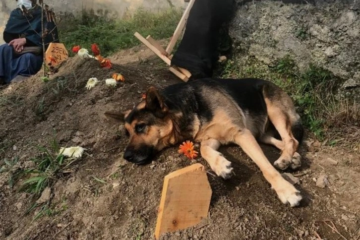 Vefalı köpek, ölen sahibinin mezarı başından bir an olsun ayrılmıyor