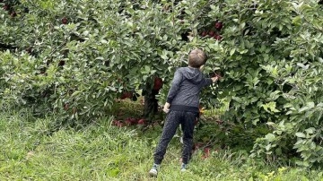 ABD'de aileler güzün hafta sonlarını elma biriktirerek geçiriyor