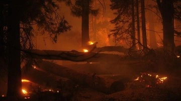 ABD'nin Colorado eyaletindeki orman yangını 513 milyon dolarlık hasara sebep oldu