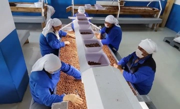AB'nin Türk fındığında aflatoksin kontrollerini kaldırması sevindirdi