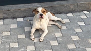 Adana'da polis, güzeşte sene sokağa bırakma edilen 'yasaklı ırk' 70 köpeği barınağa yerleşt