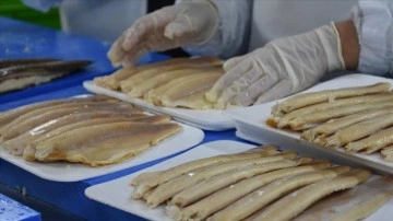 Afyonkarahisar'daki pres talih yardımı ile balık ihracatını artırdı