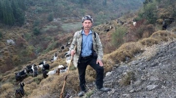 Ağılı kent zarfında artan çoban, 40 senedir sürüsünün güzergahını değiştirmedi