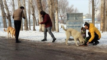 Ağrı'da üç öğretmen dondurucu soğukta çıkmaz hayvanlarının yardımına koşuyor
