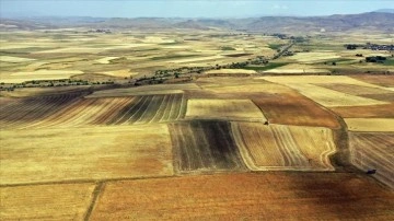 Ağrı'daki çiftçiler arpa ve buğday tarlalarında derin hasat mesaisinde