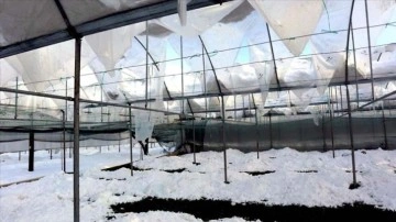 Amasya'da dip kar yağışı seralara zarar verdi