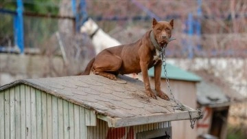 Antalya'daki efsanevi barınağı 'tehlikeli tür' köpeklere yuva oldu