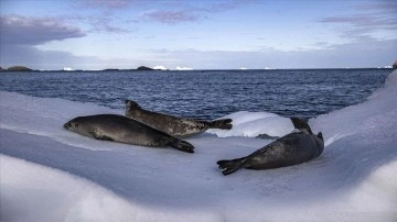 Antarktika’dan denize munsap  herhangi bir sekte su iklim değişikliğine etmen oluyor