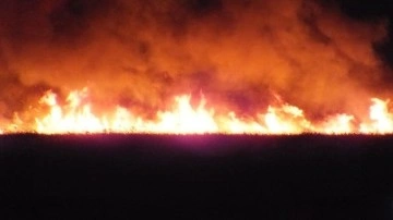 Arjantin'de 4 gündür devam eden orman yangınında 80 bin hektarlık düzlük dokunca gördü