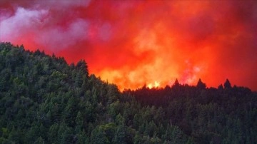Arjantin'deki orman yangınlarında 500 bin hektardan aşkın düzlük dokunca gördü