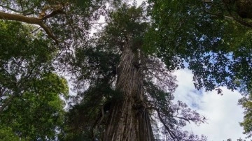 Arjantin'in 2 bin 600 yaşından iri ağacı 'El Alerce Abuelo' çağlara düzlük okuyor