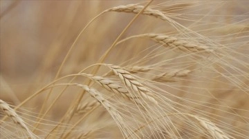 Artan erke maliyetleri buğday tutarları üstünde yükseliş baskısı oluşturuyor