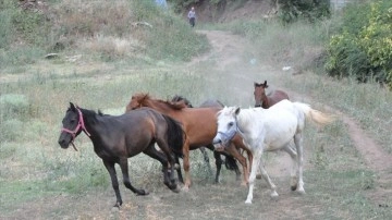 Artvin'de "Mucizeler Diyarı" bakıma eksikli atlara yuva oldu