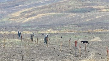 Azerbaycan, işgalden kurtarılan alanlarda tarım parkları kuruyor