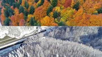 Batı Karadeniz'deki ormanlarda dü sezon biricik karede