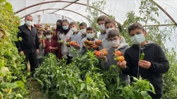 Bayburt'ta öğrencilerin yetiştirdiği ata tohumları köylülere dağıtılıyor