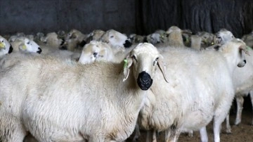 Besicilerin düzelti etmiş olduğu Akkaraman koyunlarında koşa tevellüt payı arttı
