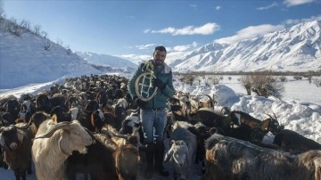 Beyaza bürünen Ovacık'ta köylüler hayvanlarını kar üzerinde besliyor