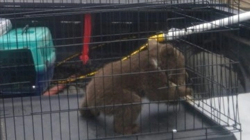 Bilecik'te kapik saldırısından kurtarılan yavru ayı korumaya alındı
