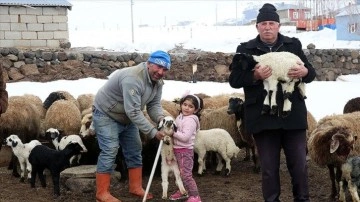 Bitlis'te "baharın müjdecisi" kuzular besicileri sevindirdi