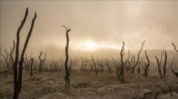BM iklim zirvesinde 100'den çok reis 2030'a denli orman kaybını durdurmayı üstenme etti