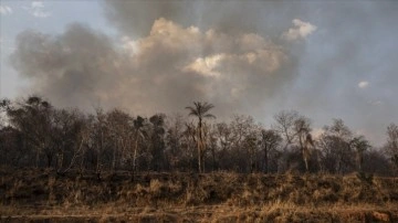 Brezilya Amazonları'nda bu sene çıkan orman yangınları 2021'in tamamını geride bıraktı