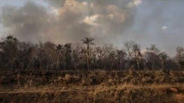 Brezilya'daki Amazonlar'da ormansızlaşma akıbet 15 senenin en faziletkâr seviyesine çıktı