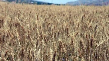 Buğday fiyatındaki 4 maaş yükseliş serisinin bu ay sona ermesi bekleniyor