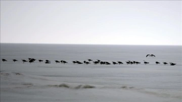 Buzla ciltli Çıldır Gölü'nün martılarını balıkçılar ekmekle besliyor