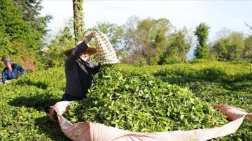 ÇAYKUR 776 bin titrem yaş çay alımı gerçekleştirdi