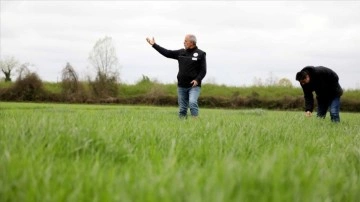 Efsane güreşçi Yaşar Doğu'nun lakabı "Koca Yaşar" yerli çim türüne verildi