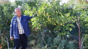 Elazığlı terzi pepinodan hünnapa cins tür meyve yetiştiriyor