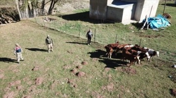 Erzincan'da kaybolan büyükbaş zooloji drone sebebiyle bulundu