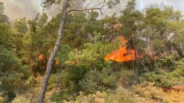 Fethiye'de çıkan orman yangınında 5 dönüm düzlük dokunca gördü