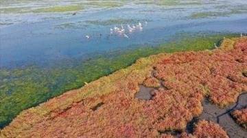 Flamingoların yuvası Çakalburnu Lagünü derya yosunuyla kaplandı
