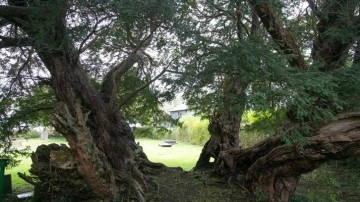 Galler'in 50 yüzyıllık porsuk ağacı Birleşik Krallık'taki en buğulu dikme yerine biliniyor