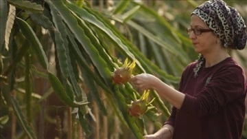 Girişimci avrat tropikal meyve 'pitaya'yı serada yetiştiriyor