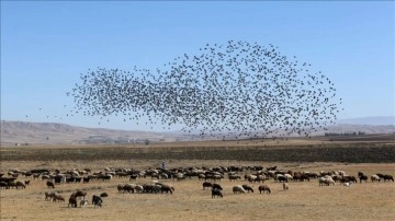 Gözlemciler, Muş Ovası'ndaki binlerce kuşun göçünü eşya dibine aldı