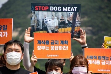 Güney Kore First Lady’si Kim, ülkedeki köpek eti tüketimini eleştirdi