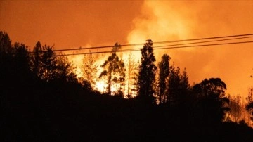 İngiltere'de bu sene sabık yıldan 500 çok orman yangını çıktı