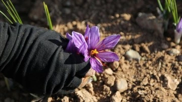 İran'da kuraklık zımnında 'kızıl altın' safranın çiçekleri açmadı